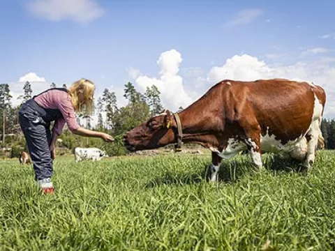 Carbon neutral dairy